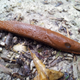 Image for article titled Tourist Infected by Brain-Invading Parasite After Eating Slug on a Dare in Hawaii